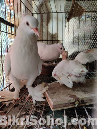 Arabian koka Pigeon